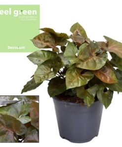 Syngonium Maria Feel Green – Ø14cm – ↕25cm