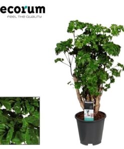 Polyscias Roble – Ø17cm – ↕60cm