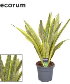 Sansevieria Aubrytniana Lauren – Ø17cm – ↕70cm