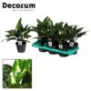 Aglaonema Maria – Ø14cm – ↕40cm