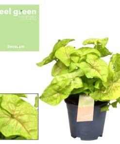 Syngonium Golden Feel Green – Ø14cm – ↕30cm