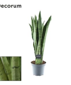 Sansevieria Spearmint – Ø14cm – ↕55cm