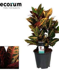 Croton Petra – Ø17cm – ↕55cm