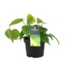 Philondendron Scandens – Ø12cm – ↕20cm