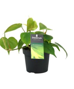 Philondendron Scandens – Ø12cm – ↕20cm