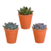 Echeveria-Mischung 8,5 cm – 3x – in terracotta pot