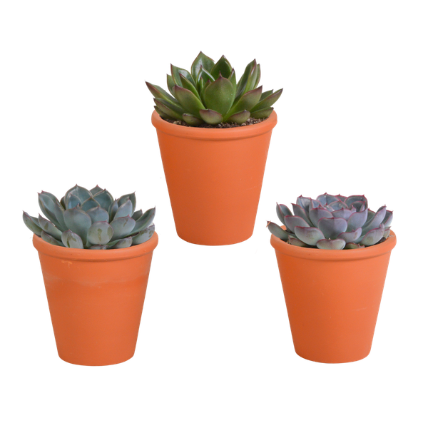 Echeveria-Mischung 8,5 cm – 3x – in terracotta pot