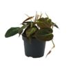 Philodendron Micans – Ø12cm – ↕15cm