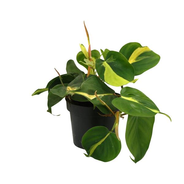 Lophospermum Brasil Scandens – Ø12cm – ↕20cm