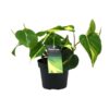 Philondendron Brasil Scandens – Ø12cm – ↕20cm