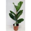 Ficus Lyrata – Ø21cm – ↕110cm