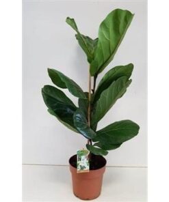 Ficus Lyrata – Ø21cm – ↕110cm