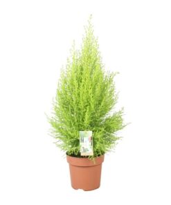 Cupressus Goldcrest Wilma – Ø17cm – ↕60cm