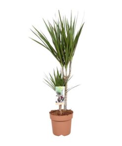 Dracaena Marginata – Ø17cm – ↕75cm