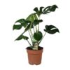 Monstera Deliciosa – Ø21cm – ↕80cm