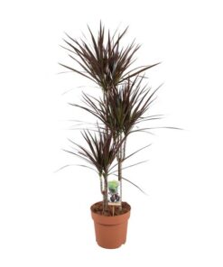 Dracaena Magenta – Ø21cm – ↕120cm