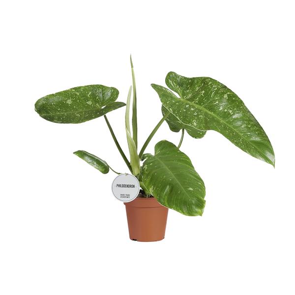 Philodendron Jose Buono – Ø15cm – ↕45cm