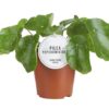 Pilea Sugar – Ø13cm – ↕20cm