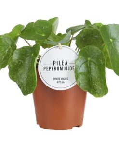 Pilea Sugar – Ø13cm – ↕20cm