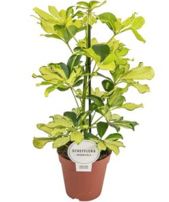 Schefflera Melanie – Ø13cm – ↕45cm