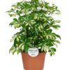 Schefflera Gerda – Ø21cm – ↕55cm