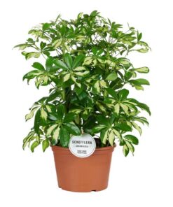 Schefflera Gerda – Ø21cm – ↕55cm