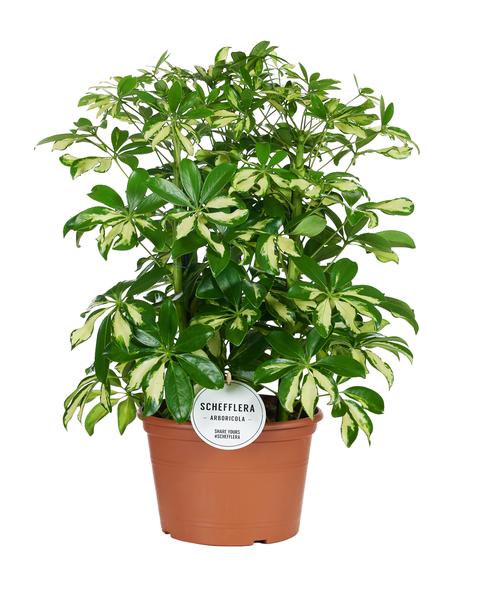 Schefflera Gerda – Ø21cm – ↕55cm