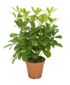 Schefflera Nora – Ø13cm – ↕35cm