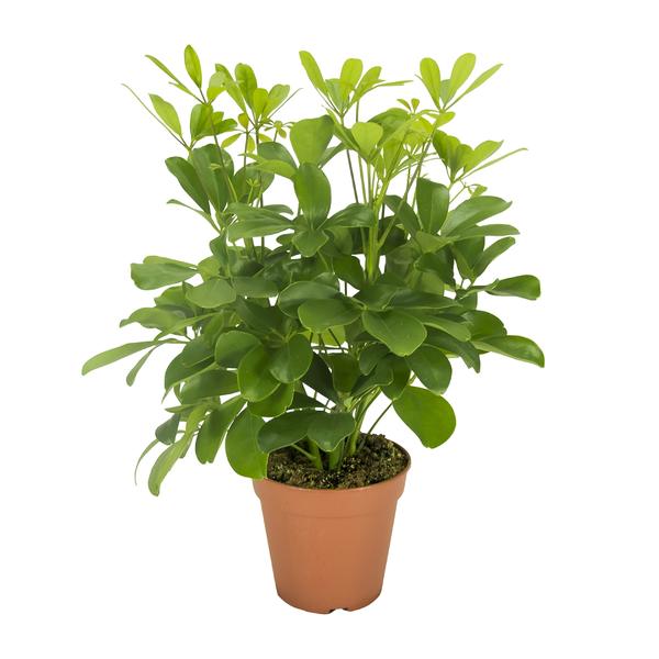 Schefflera Nora – Ø13cm – ↕35cm