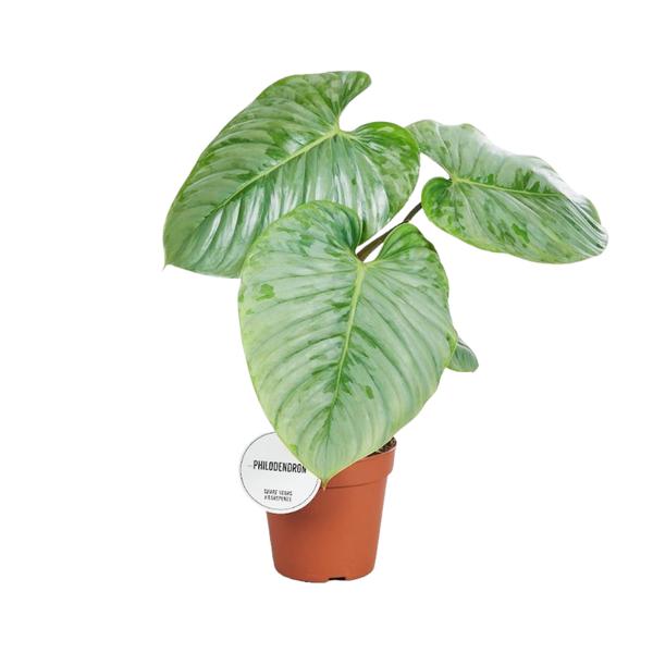 Philodendron Sodiroi – Ø15cm – ↕45cm