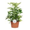 Schefflera Charlotte – Ø21cm – ↕55cm