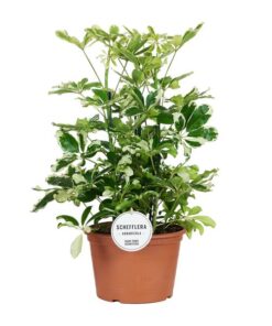 Schefflera Charlotte – Ø21cm – ↕55cm