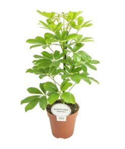 Schefflera Nora – Ø13cm – ↕45cm