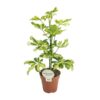 Schefflera Charlotte – Ø13cm – ↕45cm