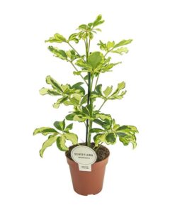 Schefflera Charlotte – Ø13cm – ↕45cm