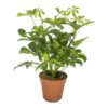 Schefflera Gerda – Ø13cm – ↕35cm