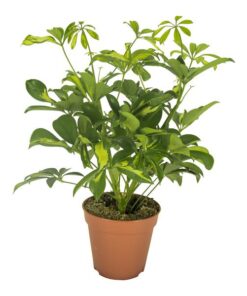 Schefflera Gerda – Ø13cm – ↕35cm