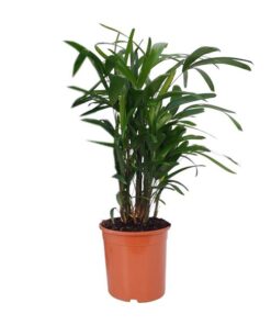 Rhapis Excelsa – Ø21cm – ↕80cm