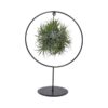 Tillandsia Ring Mix (Medium) – Ø17cm – ↕30cm