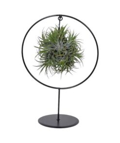 Tillandsia Ring Mix (Medium) – Ø17cm – ↕30cm