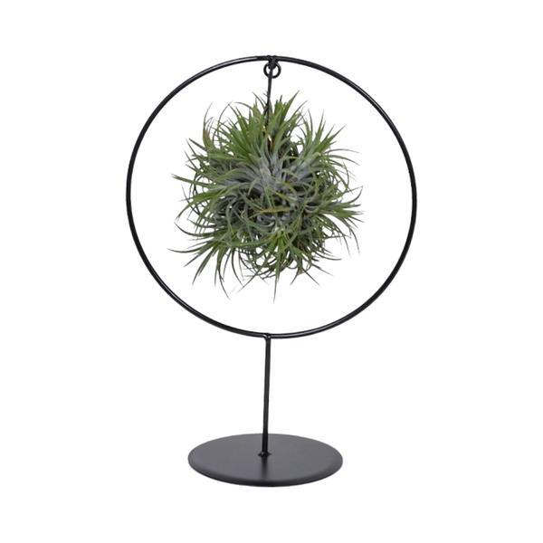 Tillandsia Ring Mix (Medium) – Ø17cm – ↕30cm