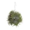 Tillandsia Ionantha Abdita – Ø15cm – ↕20cm