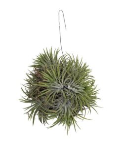 Tillandsia Ionantha Abdita – Ø15cm – ↕20cm