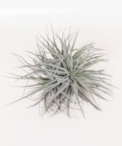 Tillandsia Super Silver XL – Ø20cm – ↕15cm