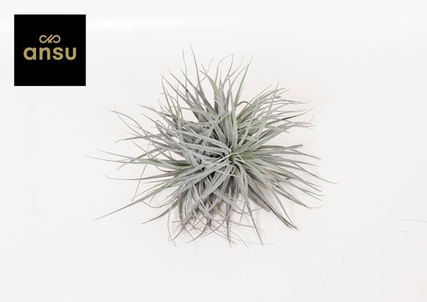 Tillandsia Super Silver XL – Ø20cm – ↕15cm