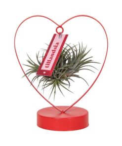 Tillandsia Ionantha Silver – Ø10,5cm – ↕23cm