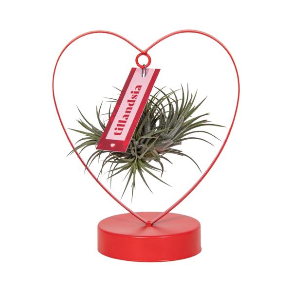 Tillandsia Ionantha Silver – Ø10,5cm – ↕23cm