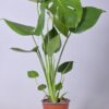 Monstera Deliciosa – Ø14cm – ↕55cm