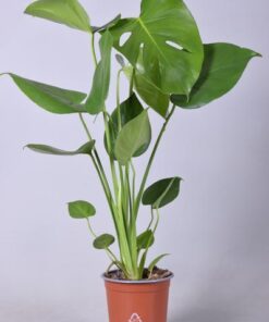 Monstera Deliciosa – Ø14cm – ↕55cm