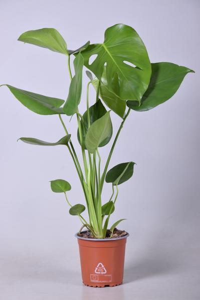 Monstera Deliciosa – Ø14cm – ↕55cm